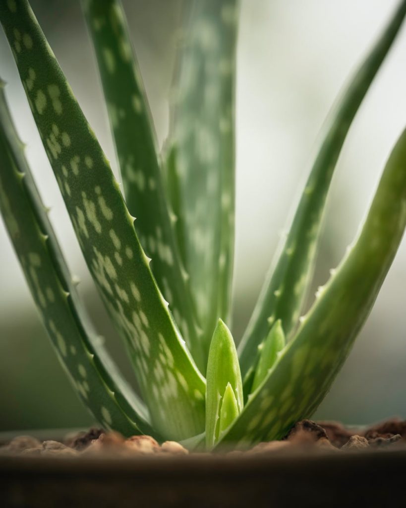 What-types-of-plants-aloe-vera