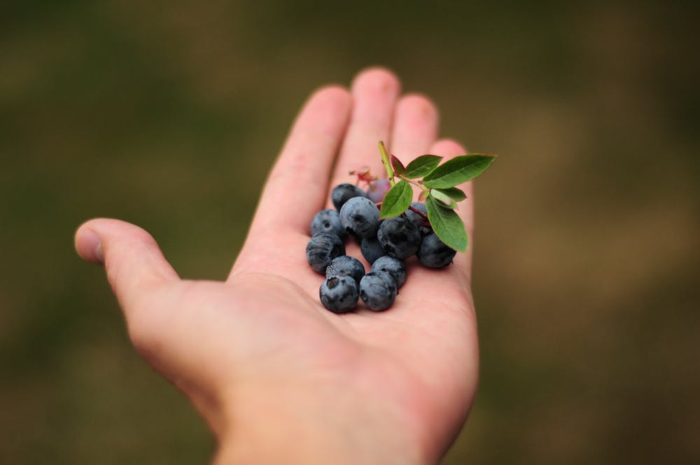 Blue-berries-increases-immunity 