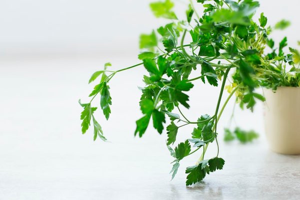 Best-herbs-spices-coriander