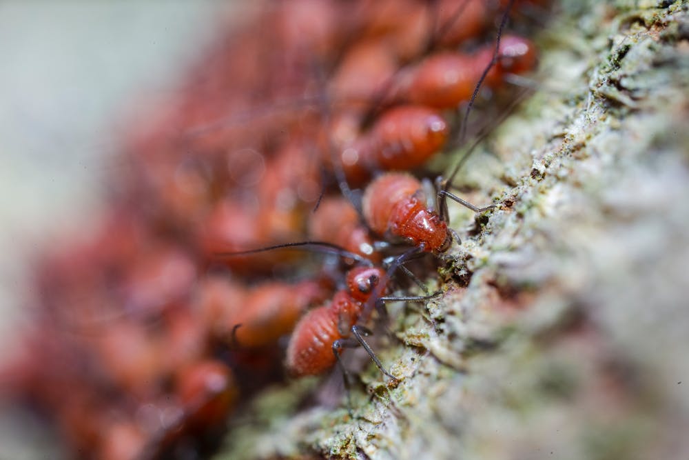 Top-myths-and-facts-about-coronavirus-deathspiral-ant
