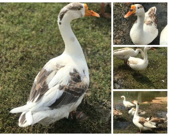 Art-of-living-centre-geese