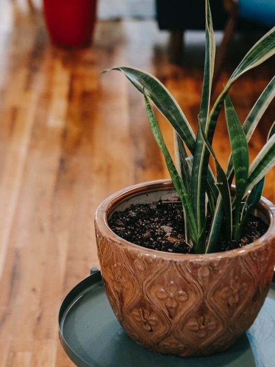 What-types-of-plants-snake-plant